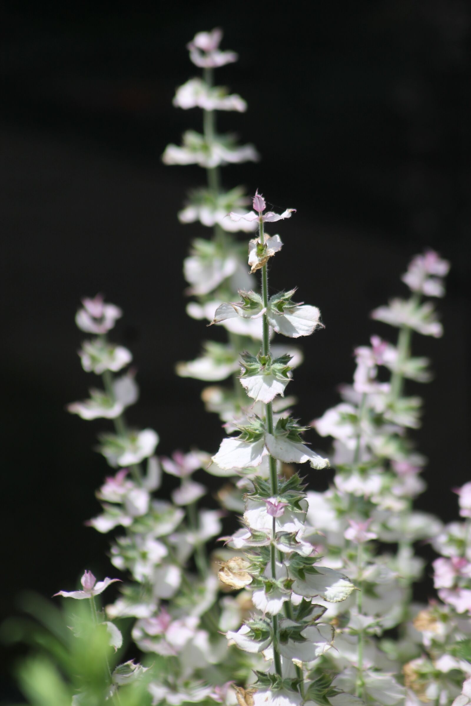 Canon EF 55-200mm F4.5-5.6 II USM sample photo. Garden, plant, stem photography