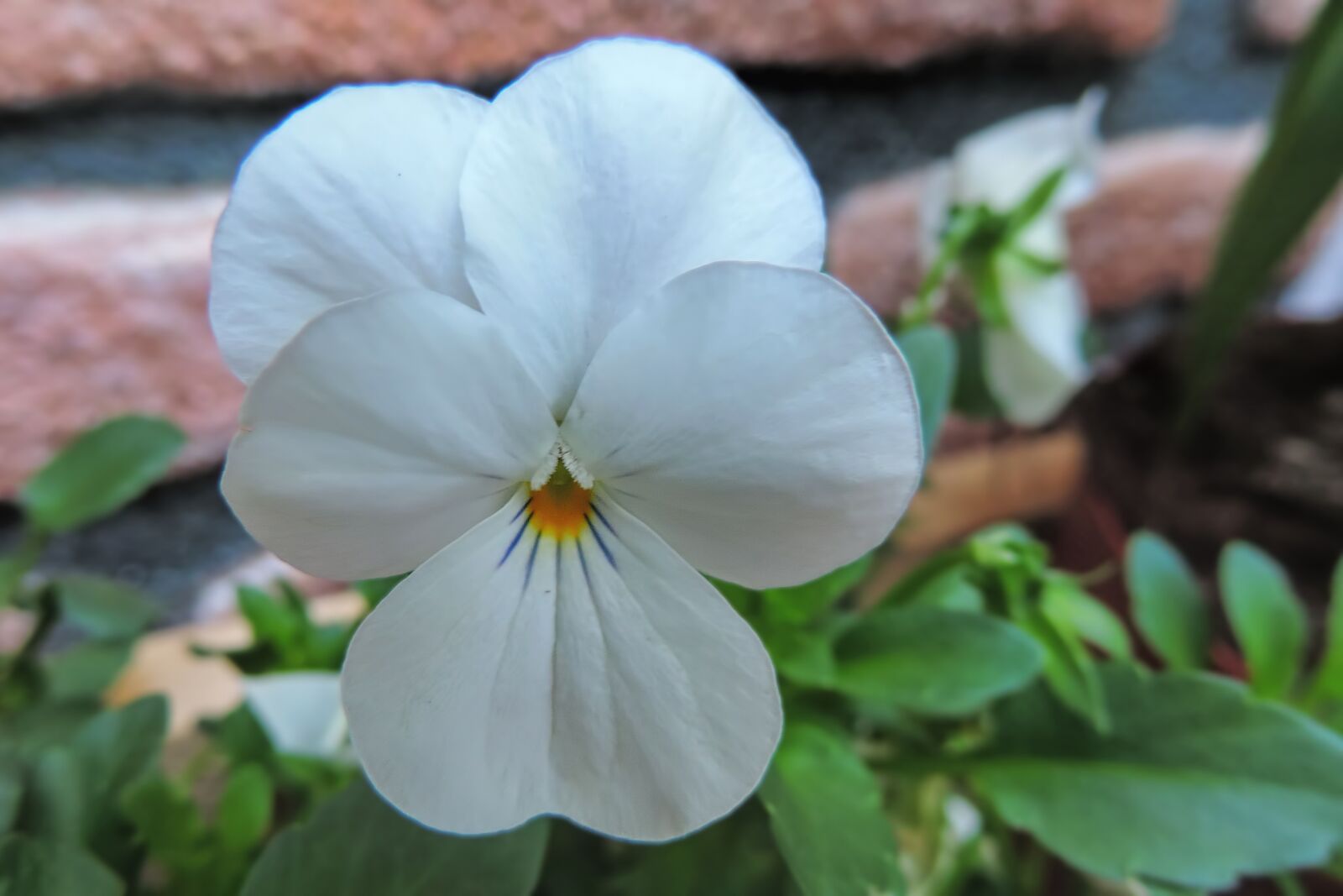 Nikon Coolpix P520 sample photo. 400–500, blossom, bloom photography