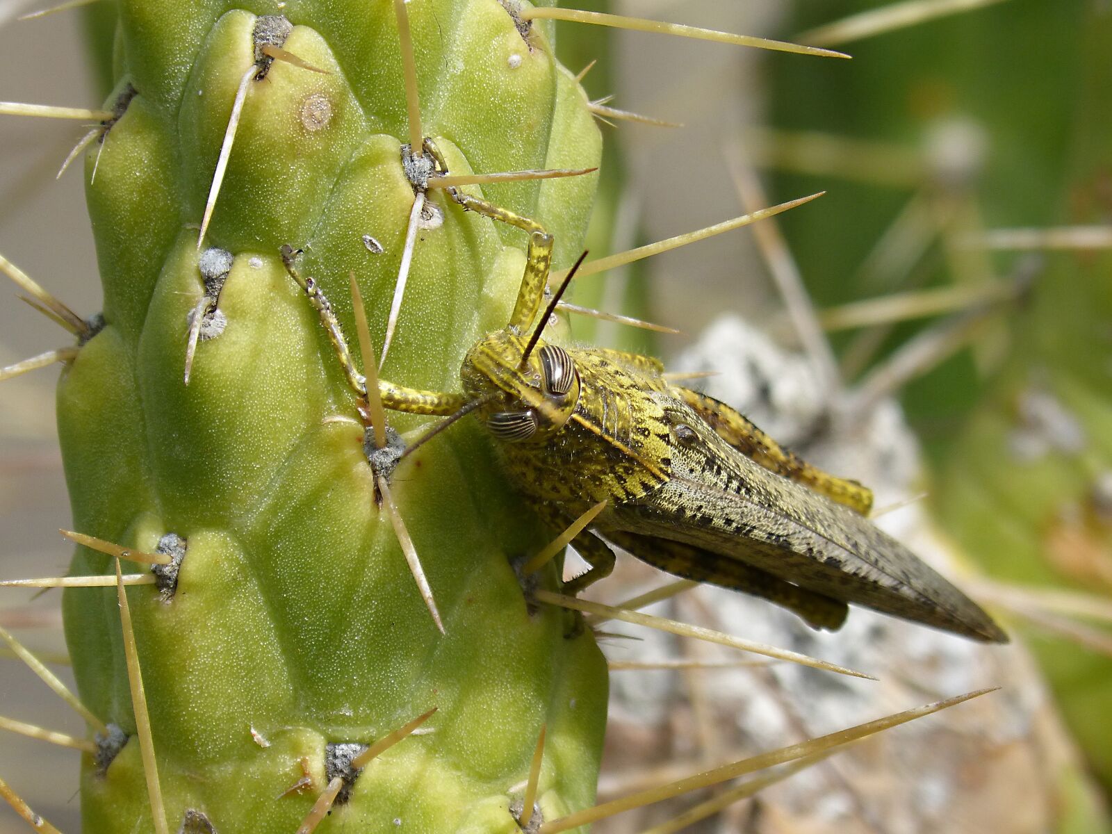 Panasonic DMC-FZ62 sample photo. Grasshopper, lobster, detail photography