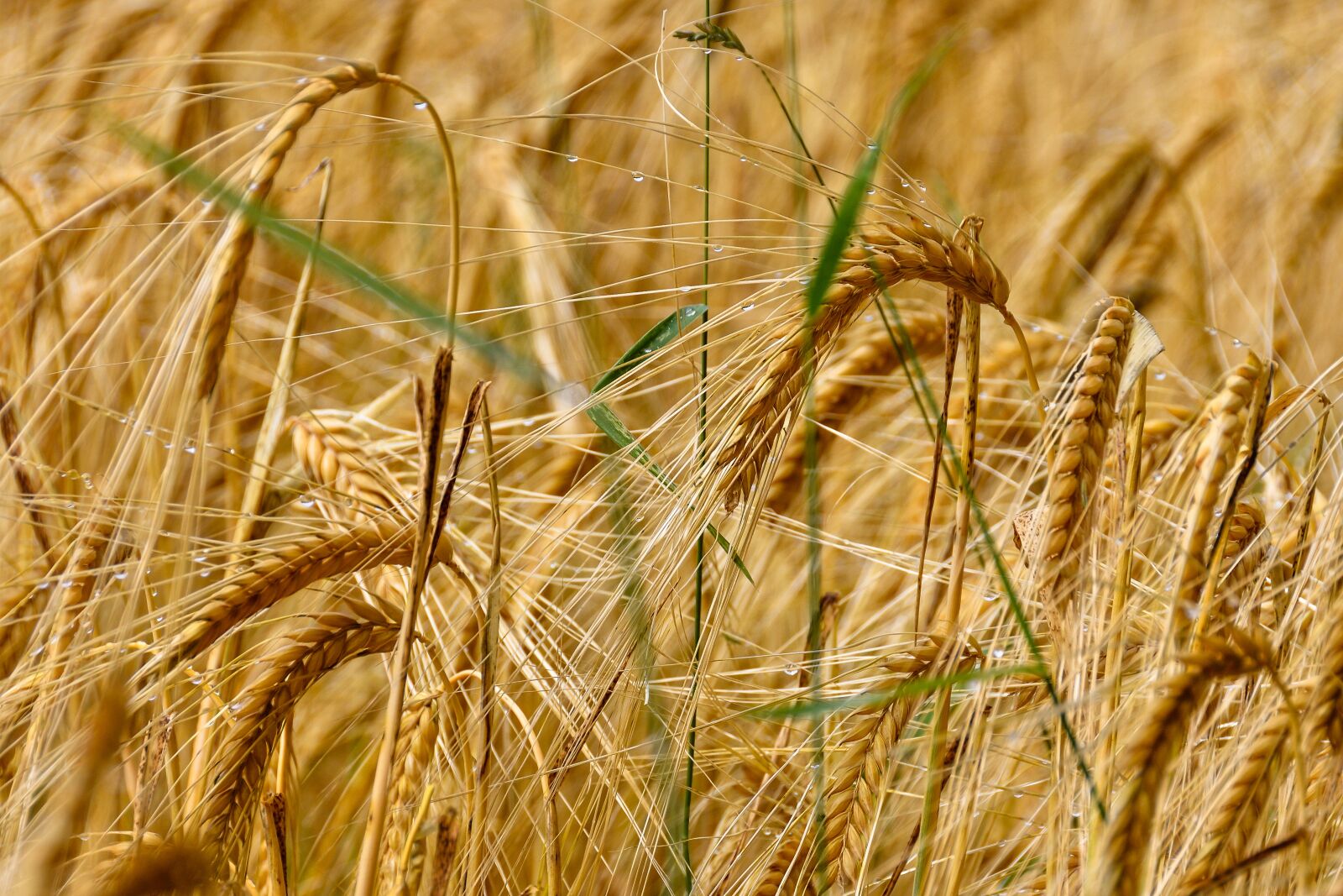 Nikon D7200 sample photo. Wheat, cereals, field photography