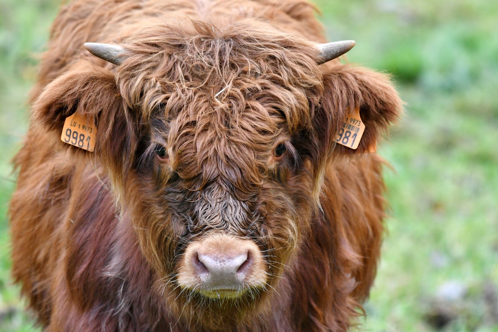 Nikon D500 sample photo. Calf, bull, horns photography