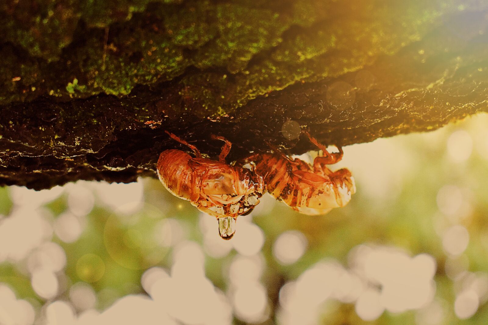 Nikon D3400 sample photo. Not, cicadas, insect photography