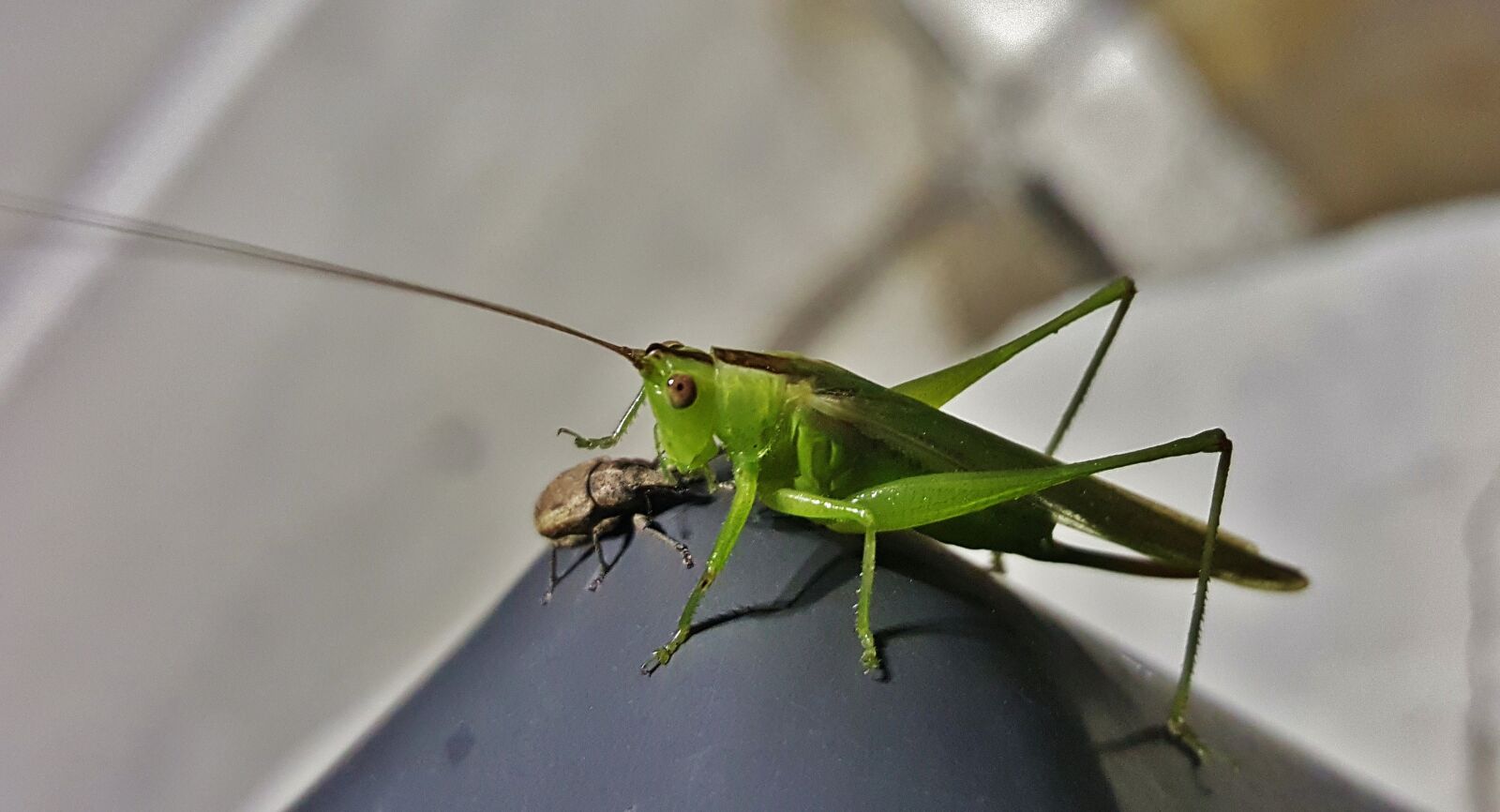Samsung Galaxy Note5 sample photo. Katydid, meadow katydid, grasshopper photography