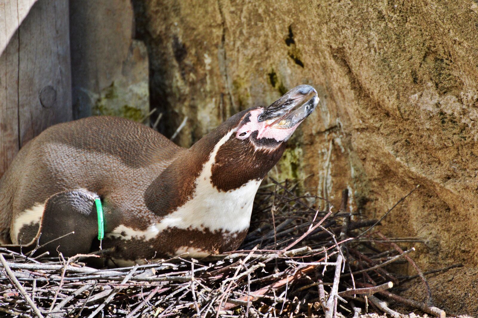 Nikon D3200 sample photo. Penguin, bird, water bird photography