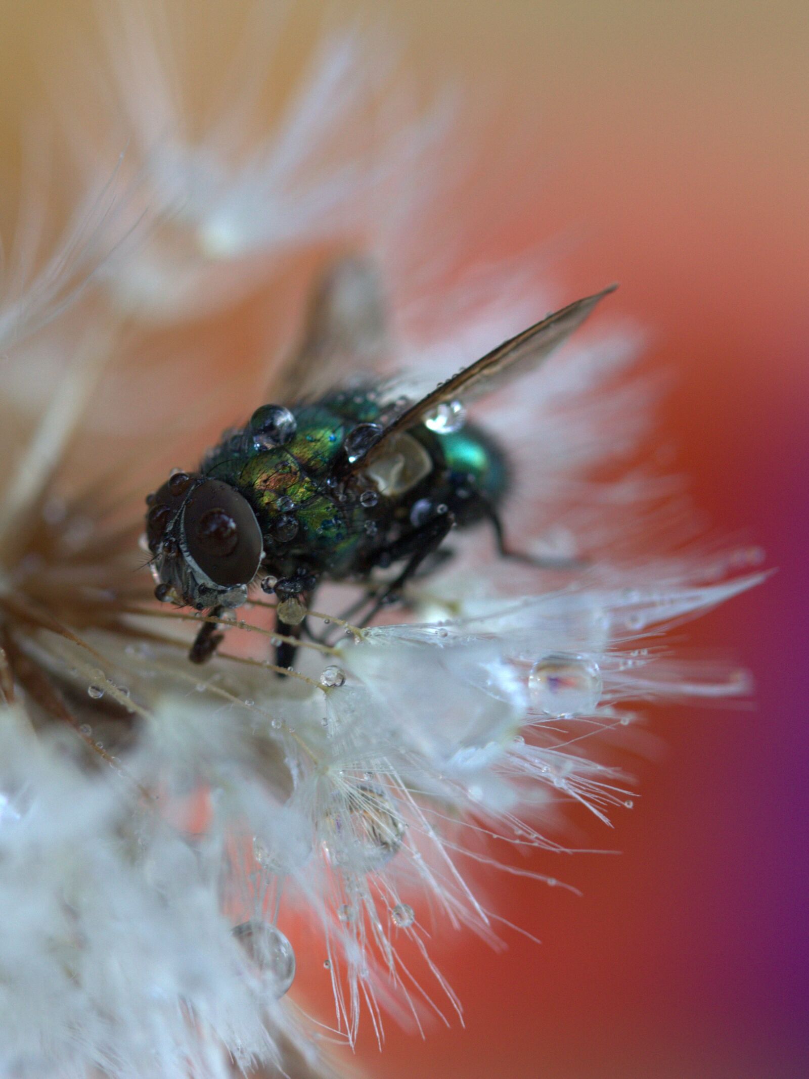 Canon EF-S 60mm F2.8 Macro USM sample photo. Fly, dandelion, drops photography