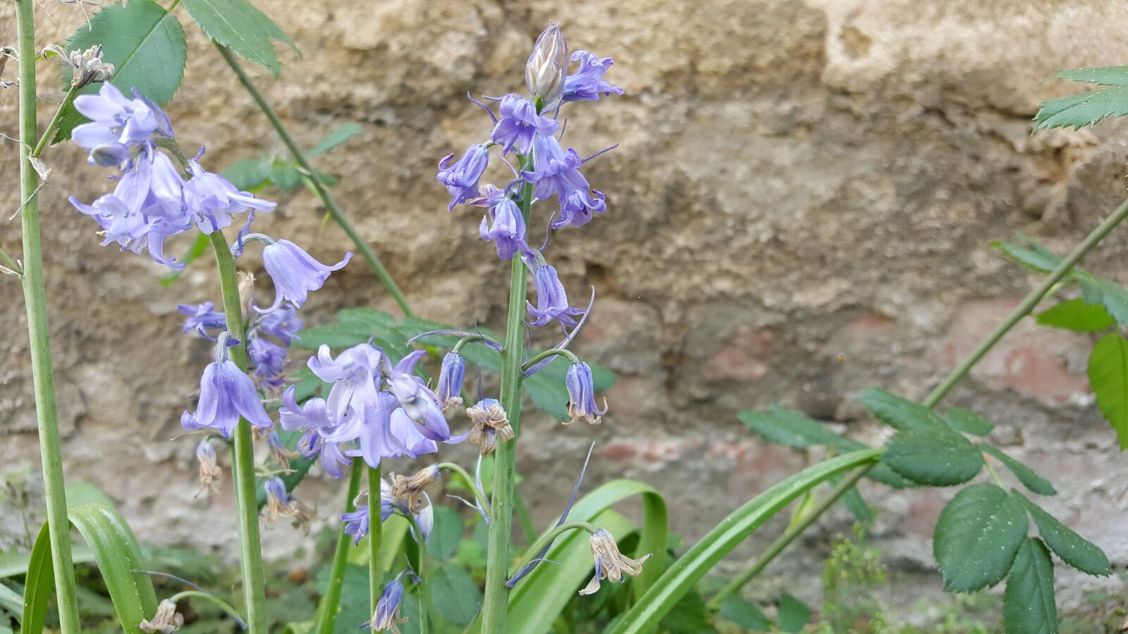 Samsung Galaxy S6 sample photo. Bellflower, meadow, wall photography