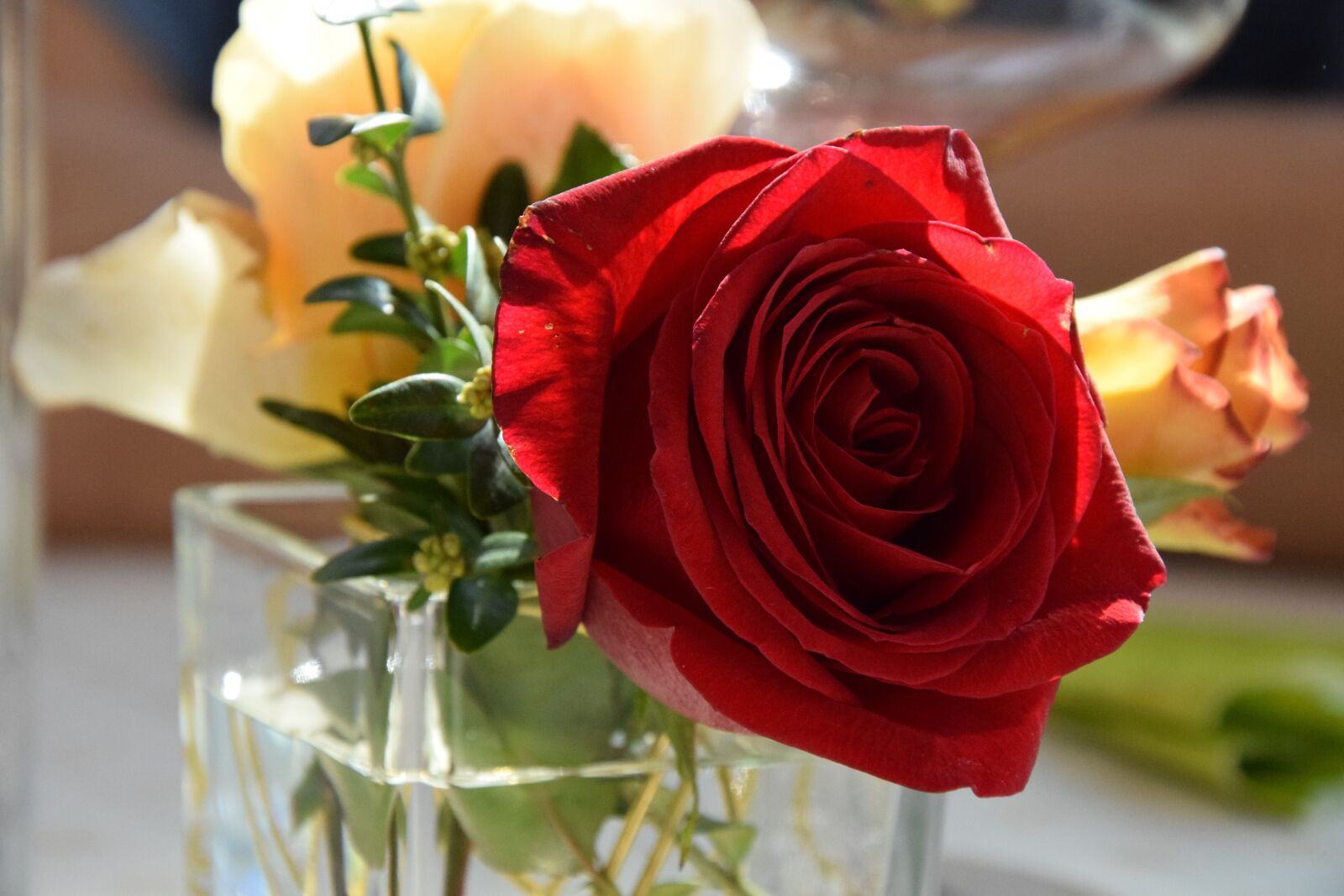 Nikon D3300 sample photo. Rose, flower, table photography