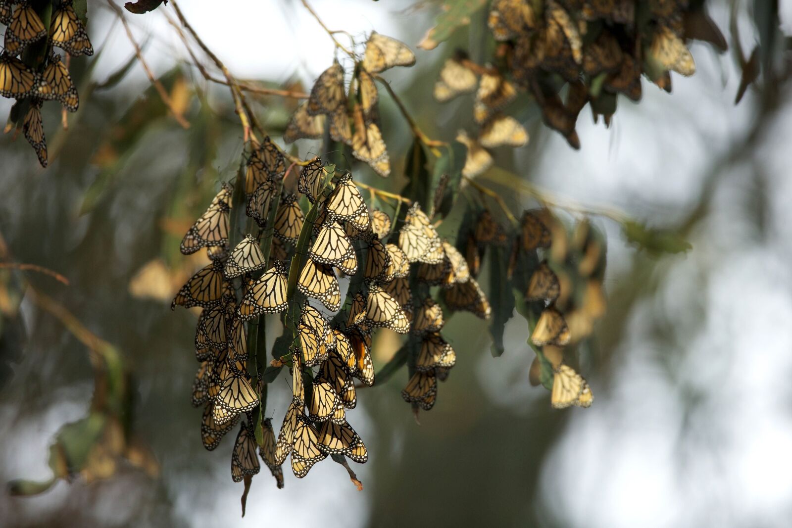 Canon EOS 5D Mark III sample photo. Monarch butterfly, population, overwintering photography