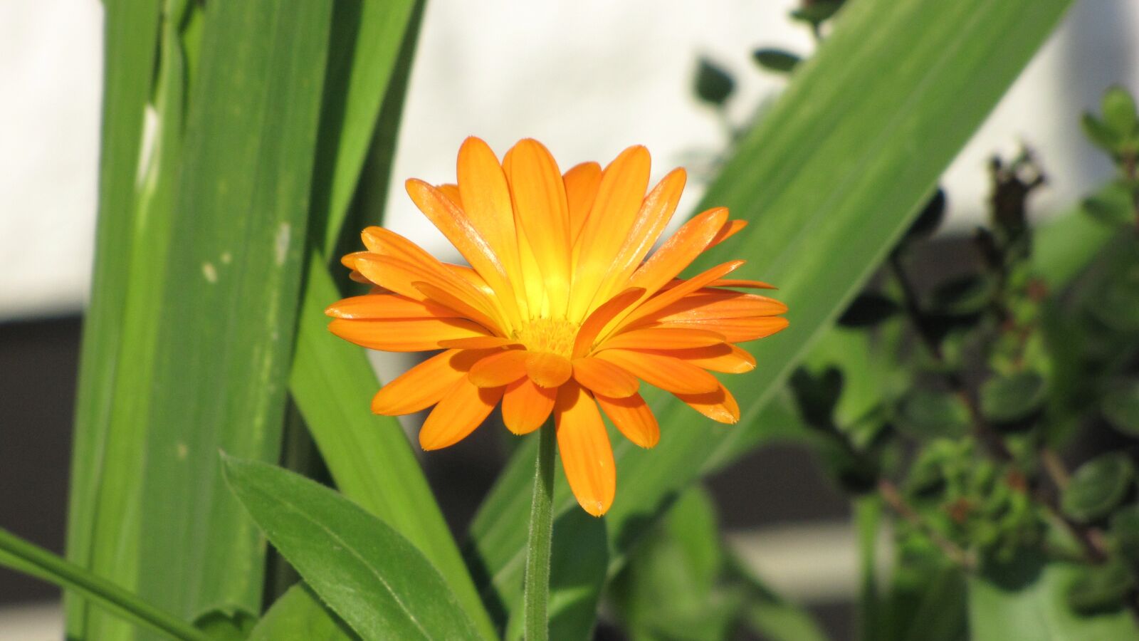 Canon PowerShot SX1 IS sample photo. Flower, orange, orange flowers photography