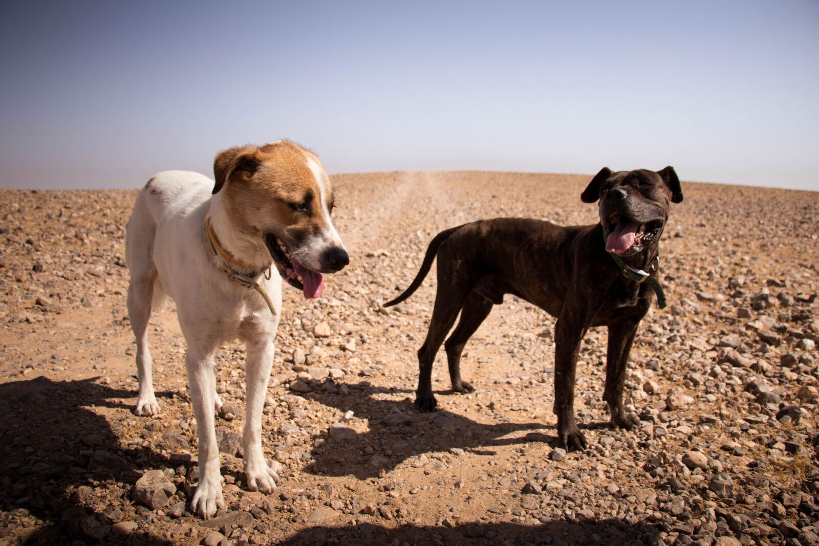 Canon EOS 80D sample photo. Desert, dogs, cute photography