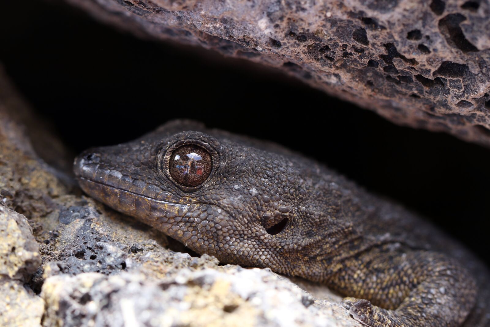 Canon EOS 7D Mark II sample photo. The lizard, eye, animal photography