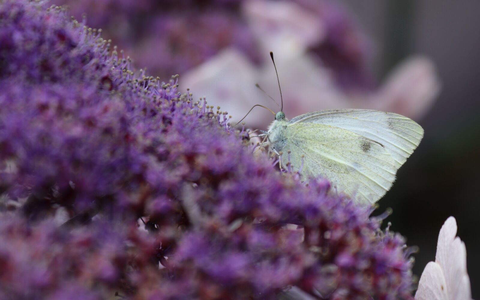 Canon EOS 200D (EOS Rebel SL2 / EOS Kiss X9) sample photo. Butterfly, blossom, bloom photography