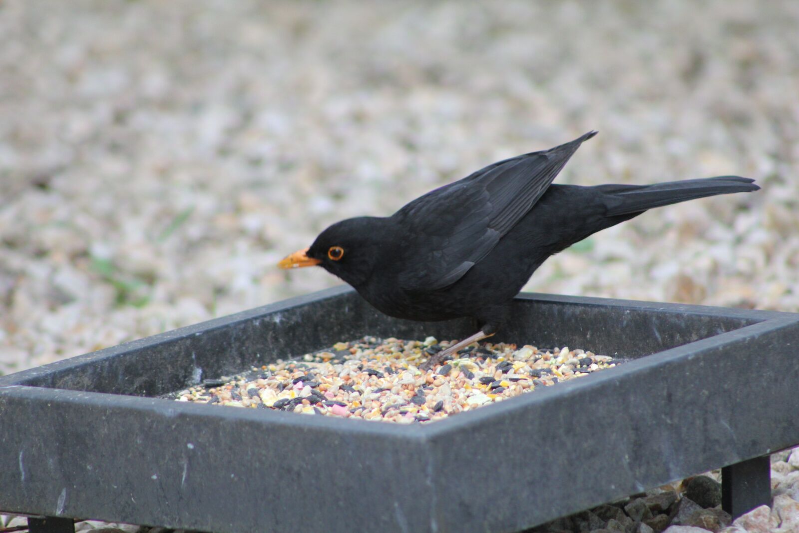 Canon EOS 550D (EOS Rebel T2i / EOS Kiss X4) sample photo. Bird, blackbird, beak photography