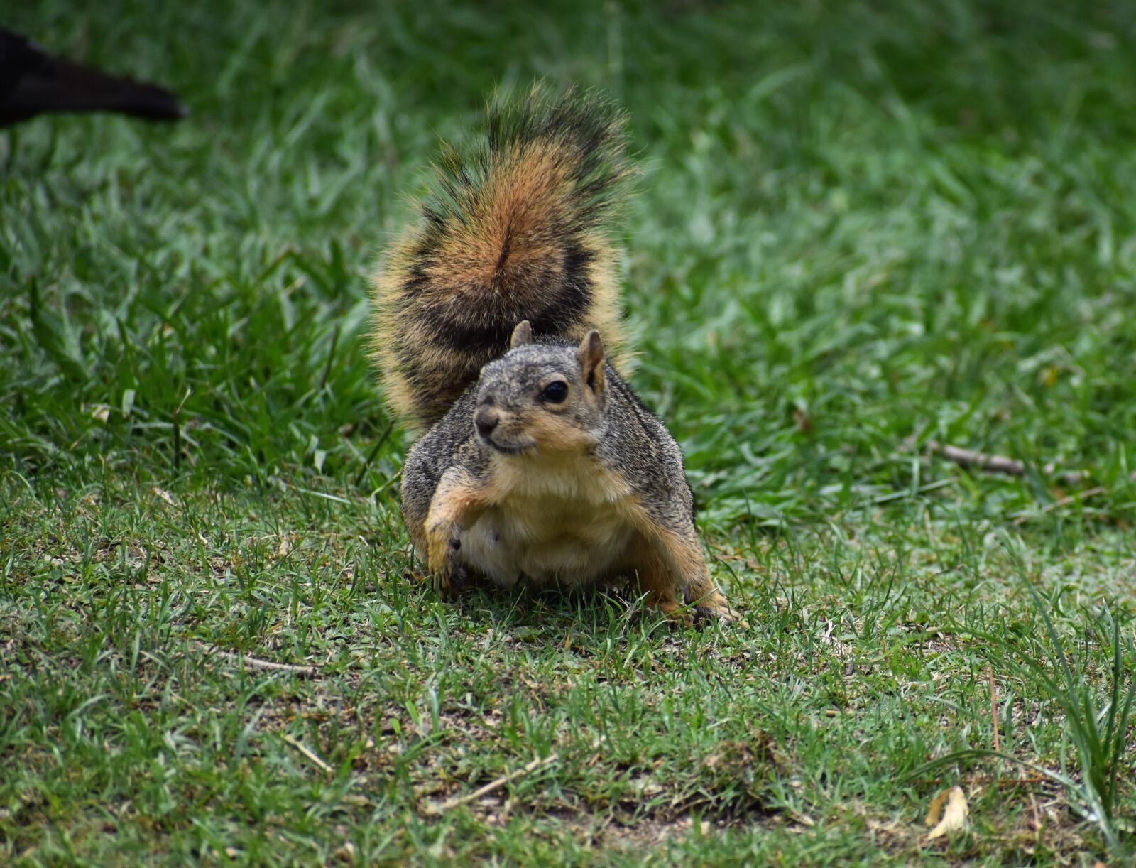 Nikon D3500 sample photo. Squirrel, rodent, running photography