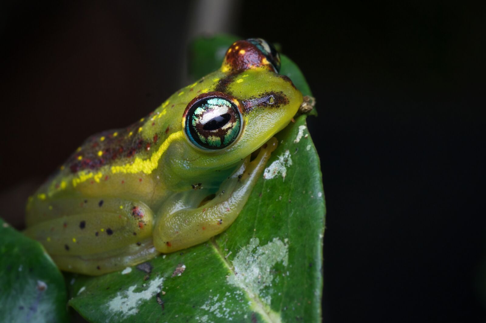 Pentax K-3 + Tamron SP AF 90mm F2.8 Di Macro sample photo. Madagascar, andasibe, rainforest photography