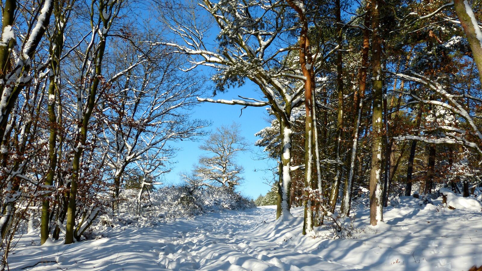Panasonic Lumix DMC-FZ150 sample photo. Snow, trees, blue sky photography