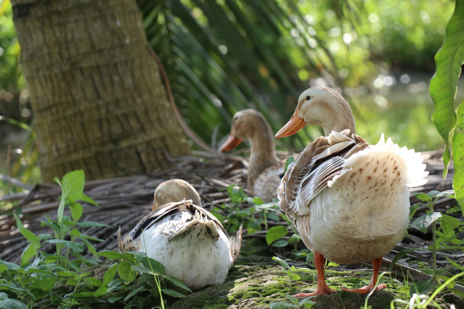Canon EF-M 18-150mm F3.5-6.3 IS STM sample photo. Duck tail, river, pond photography