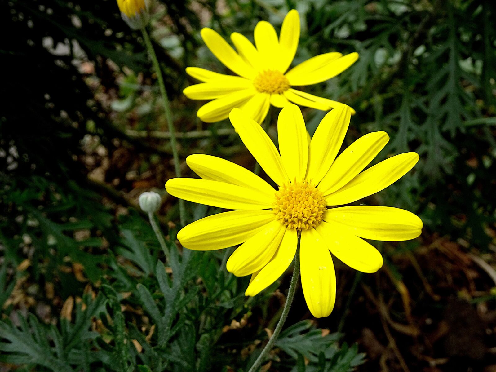 Sony Cyber-shot DSC-HX90V sample photo. Flowers, the colour yellow photography