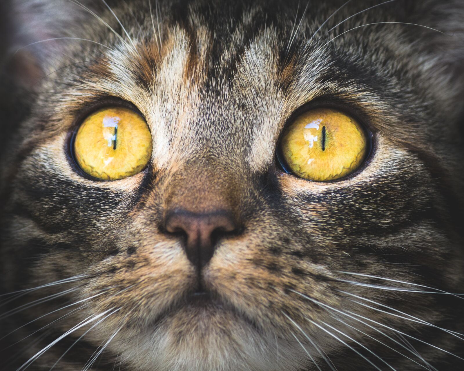 Canon EOS 700D (EOS Rebel T5i / EOS Kiss X7i) sample photo. Cat, portrait, animal photography
