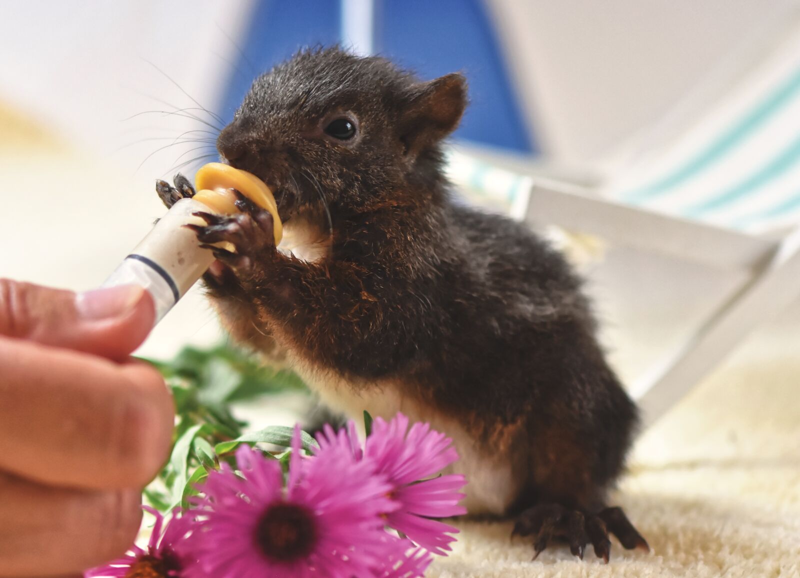 Nikon D7200 sample photo. Squirrel, baby, young animal photography