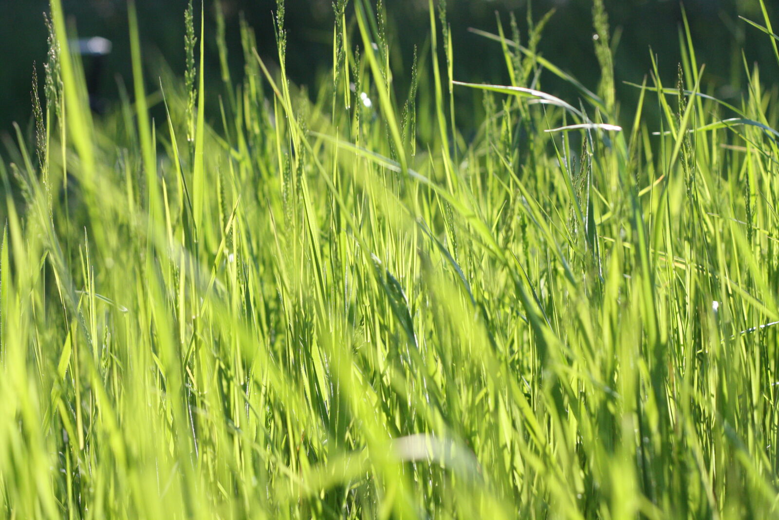 Canon EOS 1000D (EOS Digital Rebel XS / EOS Kiss F) + Canon EF 50mm F1.8 II sample photo. Green, grass, field photography