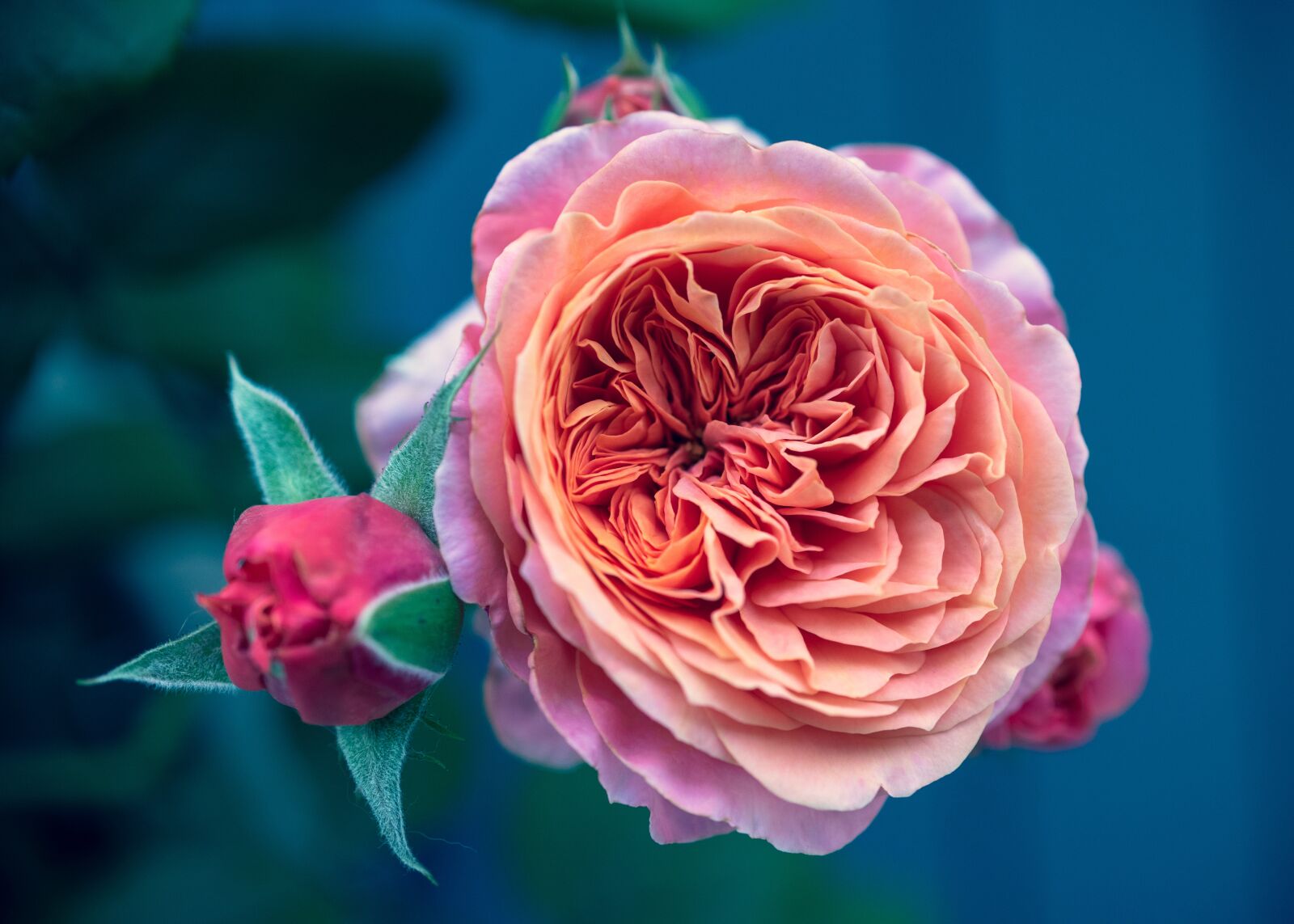 Nikon D750 sample photo. Rose, flower, nature photography
