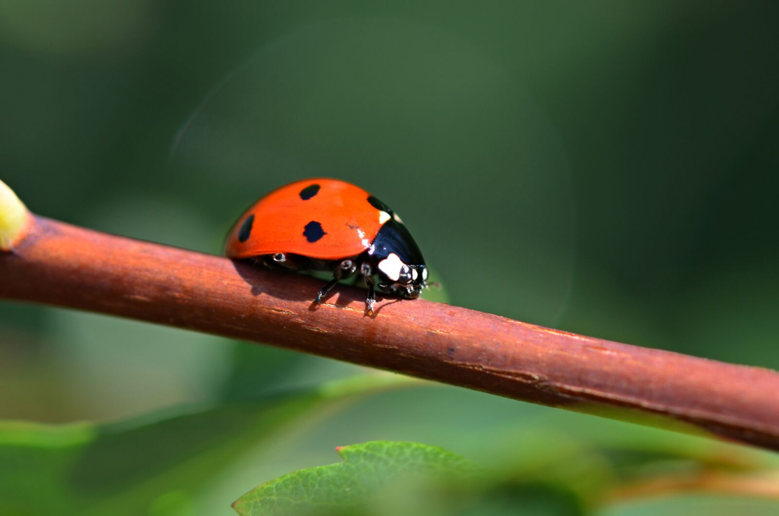 Nikon D5100 sample photo. Seven-spotted lady beetle, animal photography