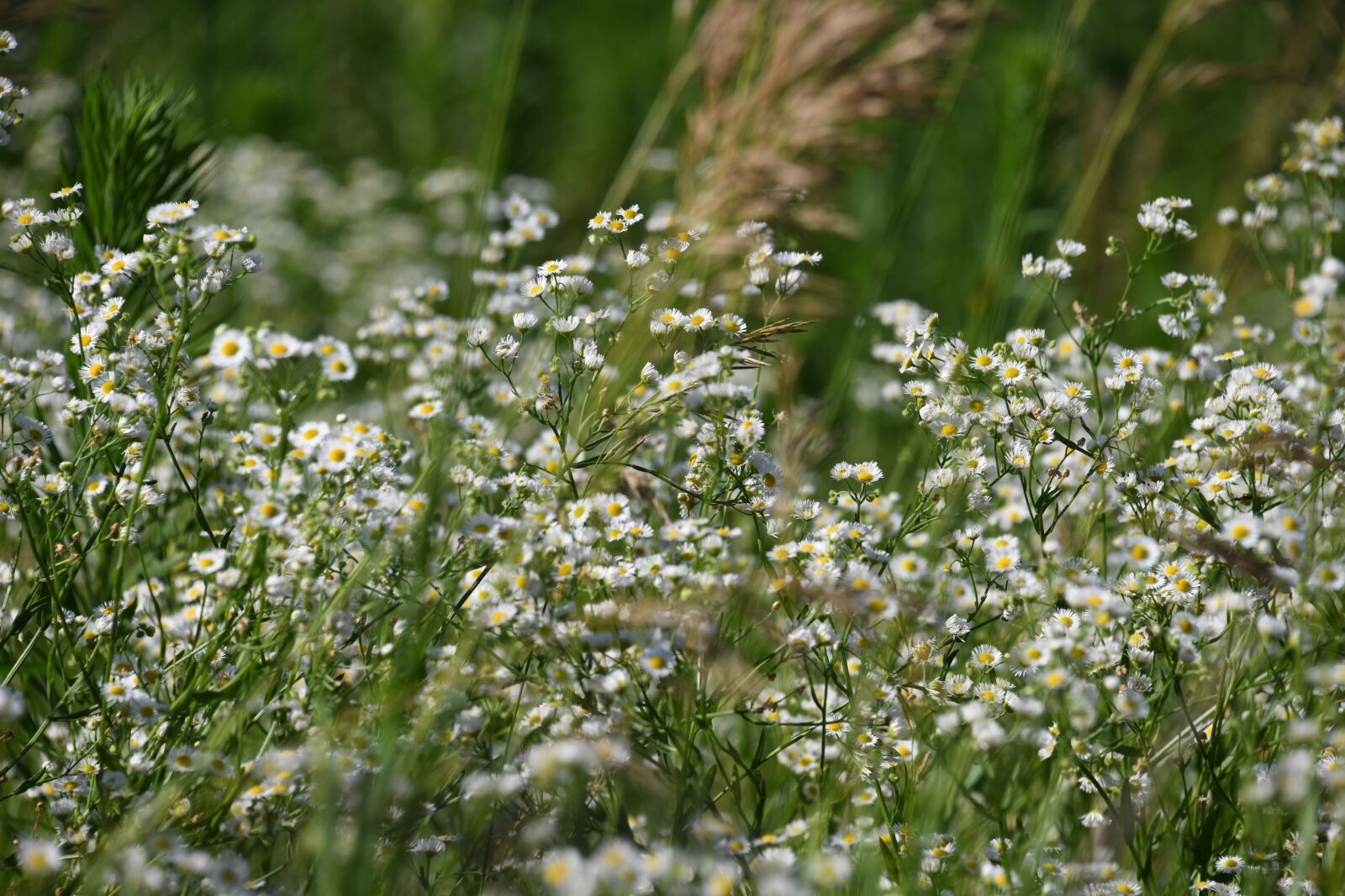 Nikon D850 sample photo. Flower, field, prairie photography