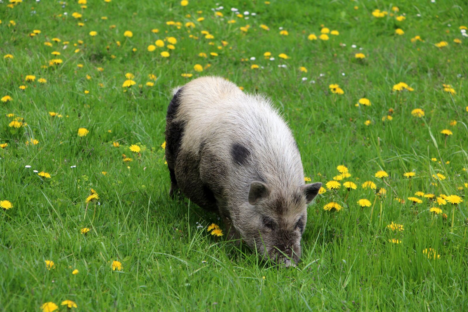 Canon EOS 70D sample photo. Animal, pig, meadow photography