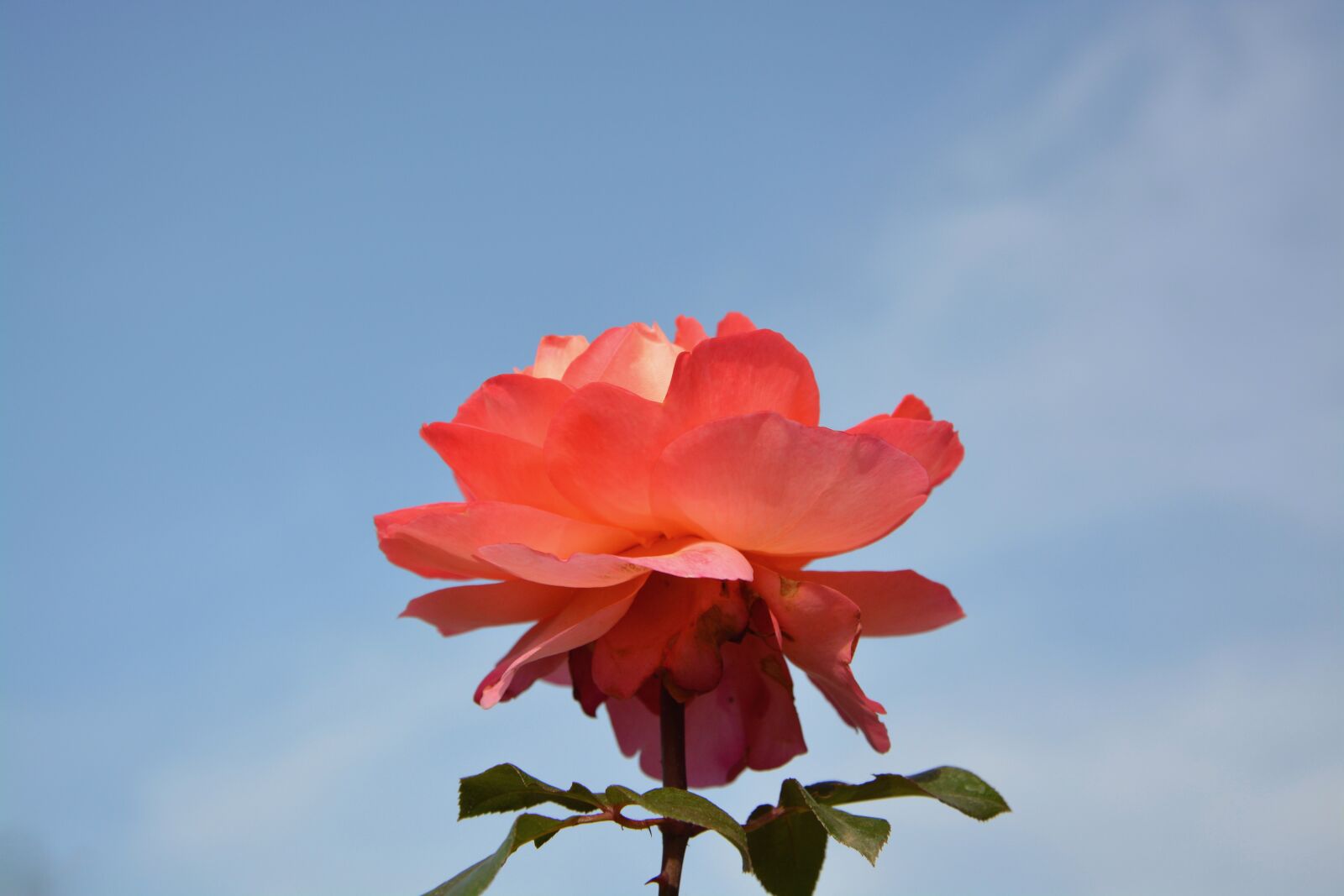 Nikon D5200 sample photo. Pink, offer, gift photography