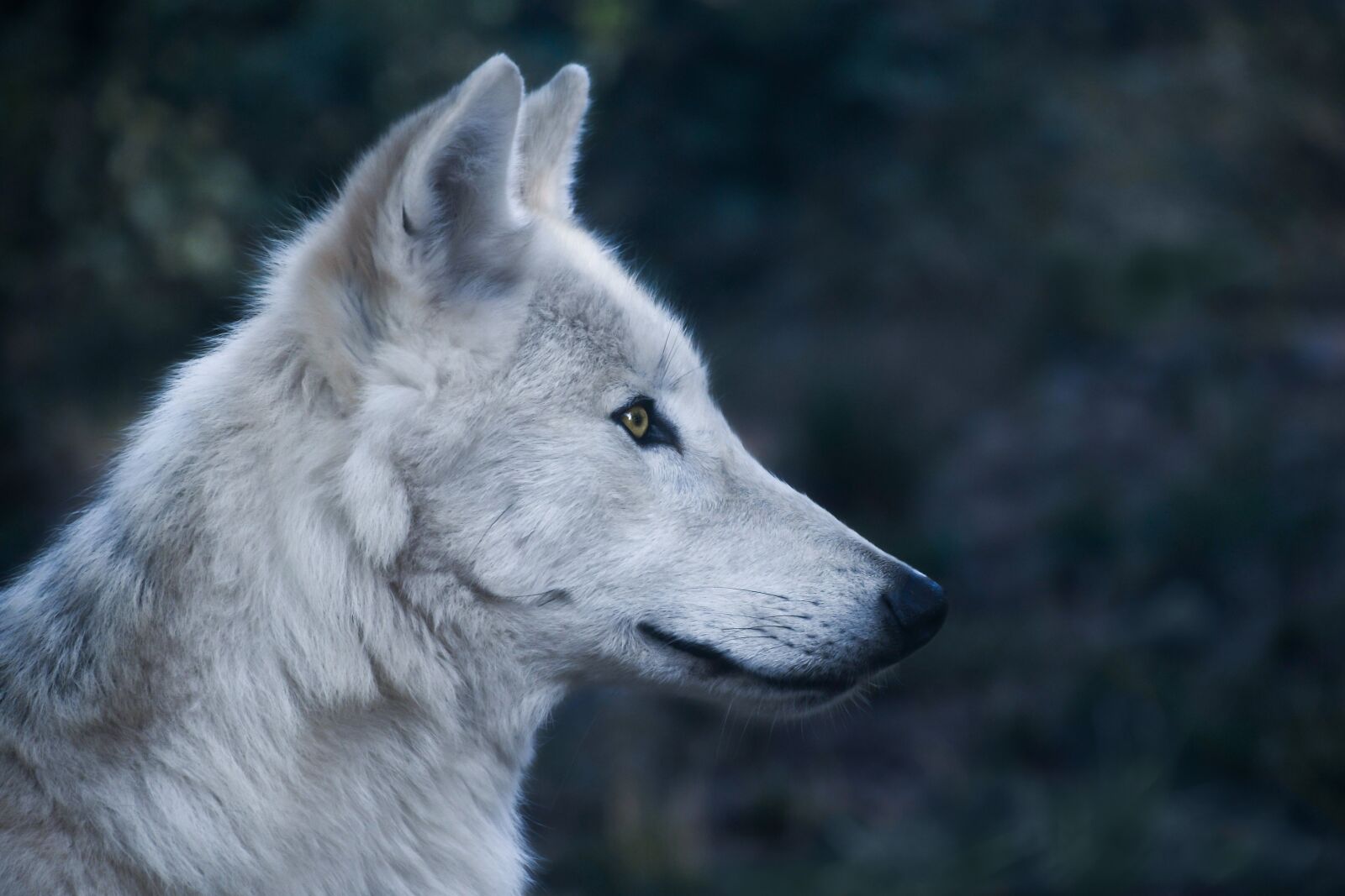Nikon D500 sample photo. Wolf, head, profile photography