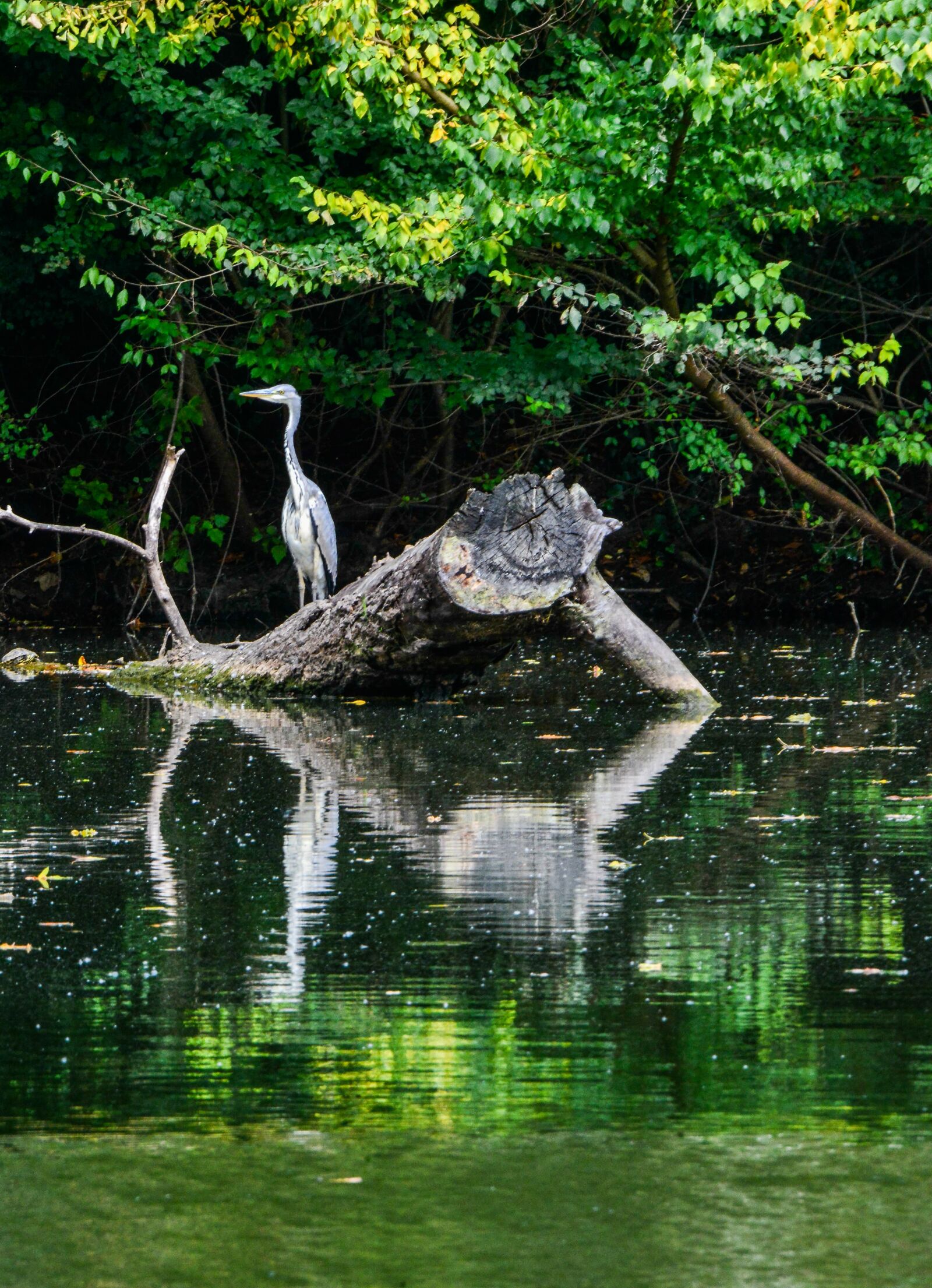Nikon D800 sample photo. éron, volatille, nature photography
