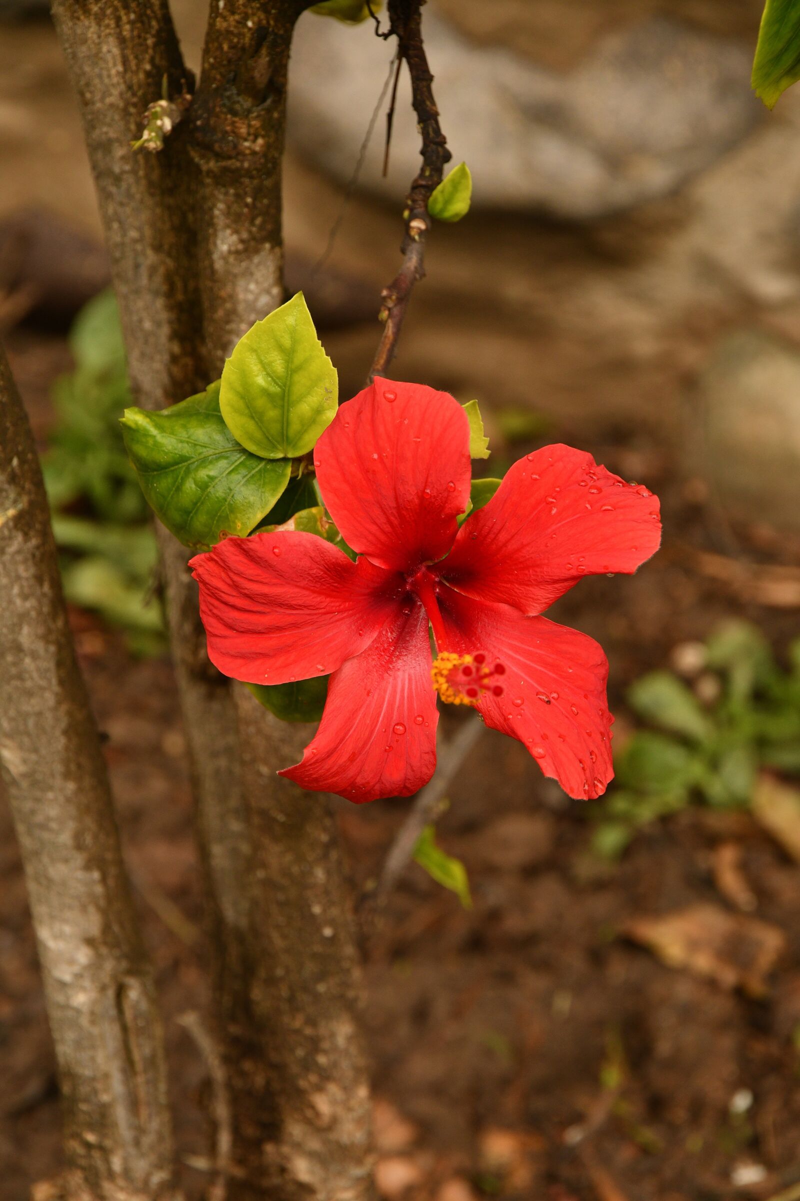 Nikon D500 sample photo. Flower, blossom, bloom photography