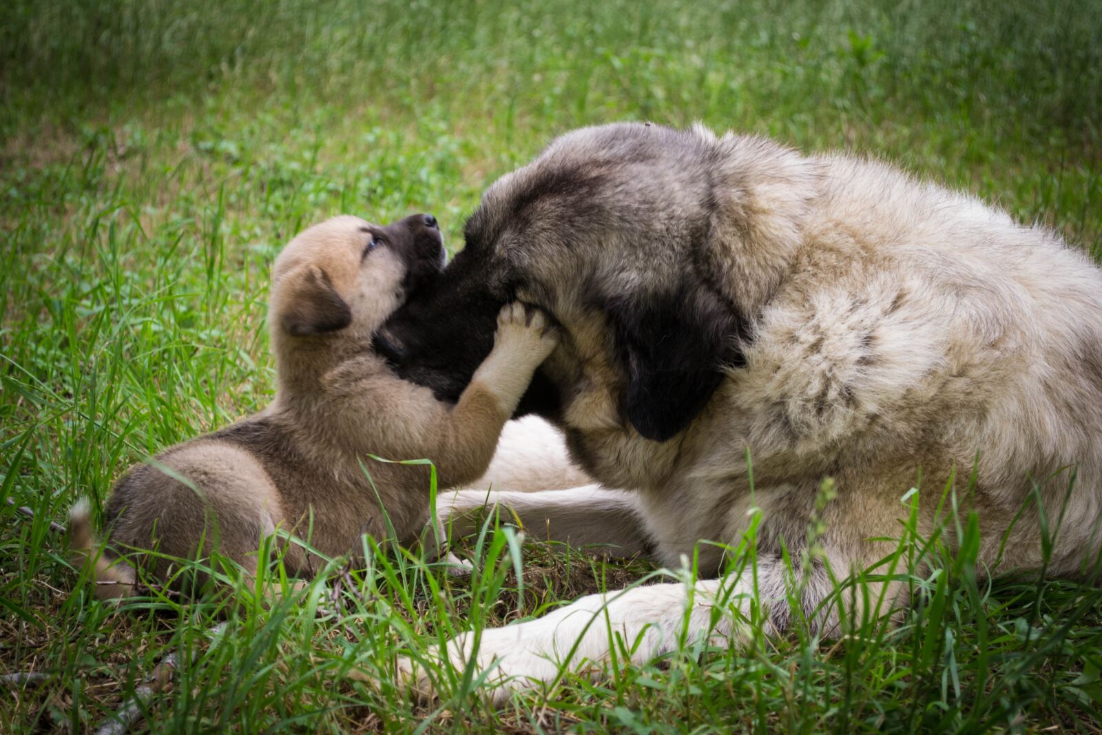 Nikon D3100 sample photo. Dog, puppy, mother photography