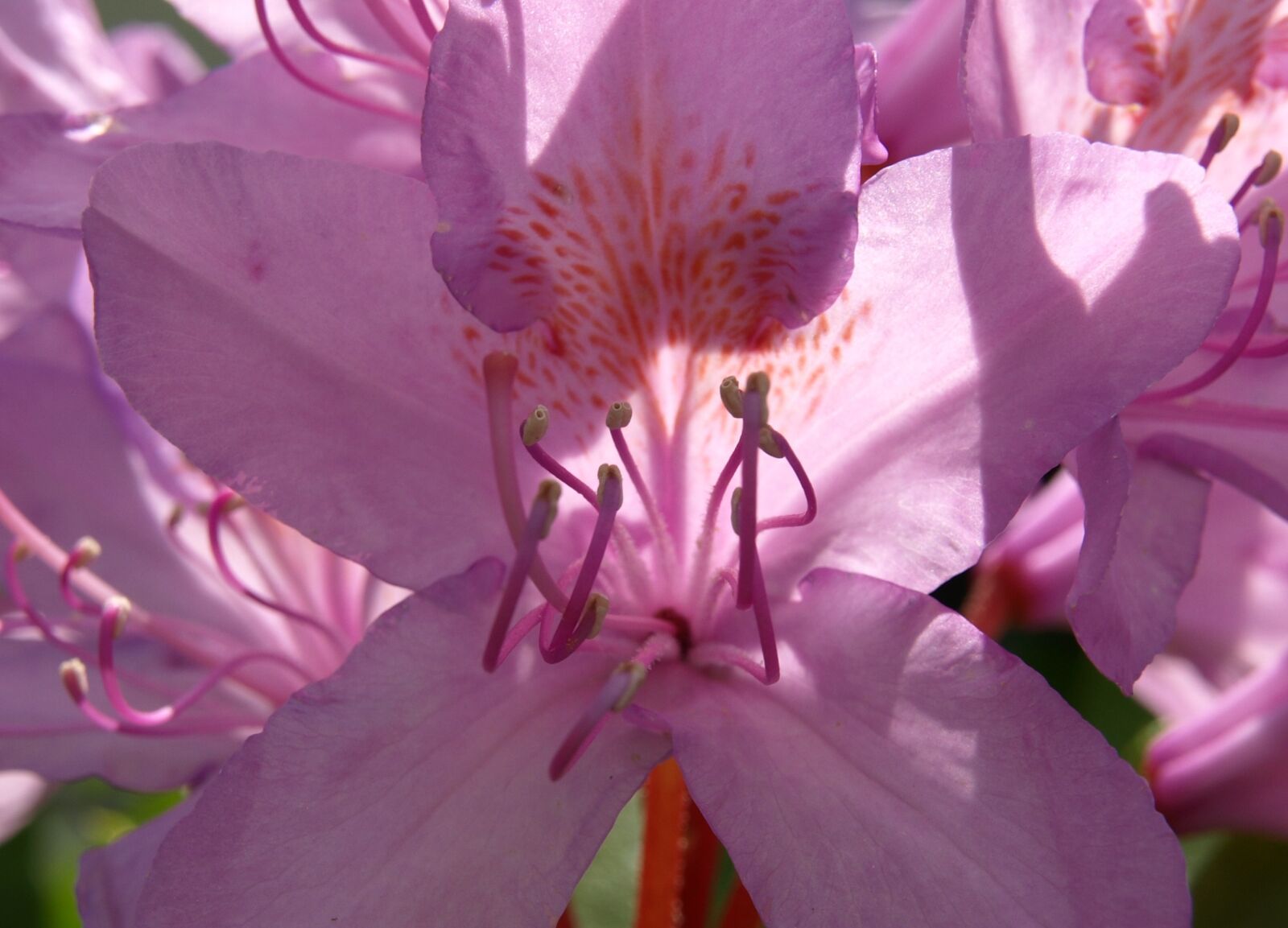 Olympus E-510 (EVOLT E-510) sample photo. Rhododendron, stamp, blossom photography
