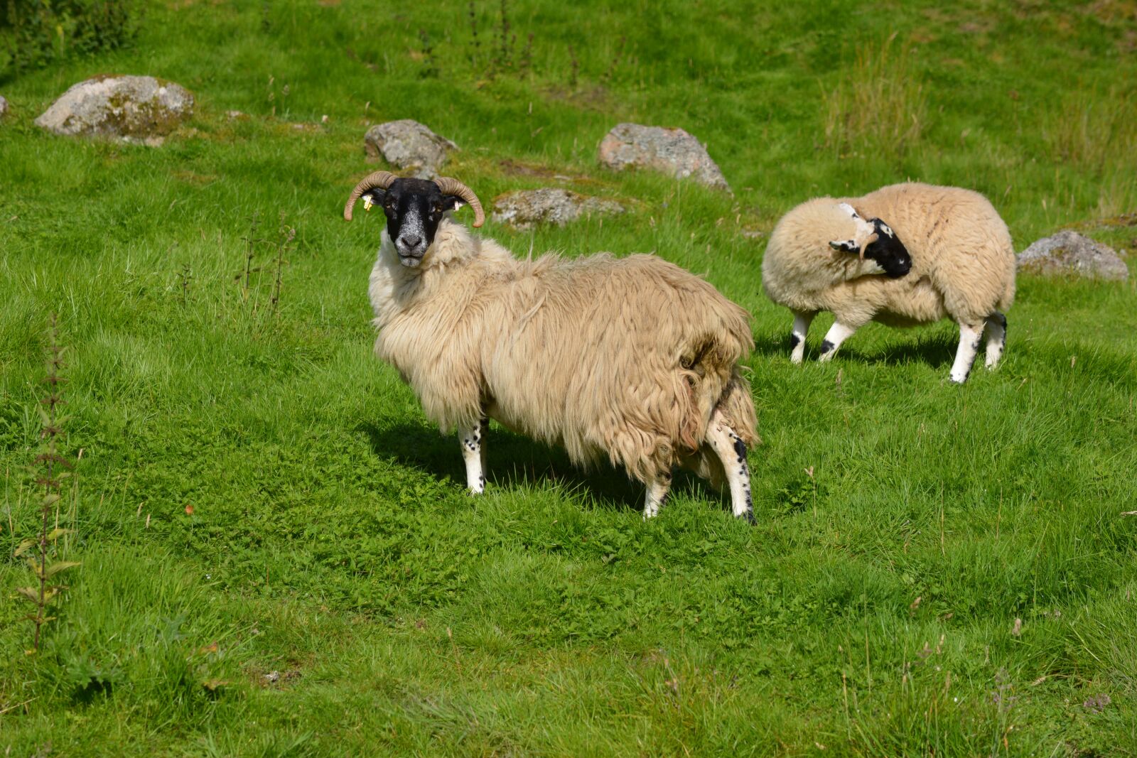 Nikon D5200 sample photo. Sheep, wool, countryside photography