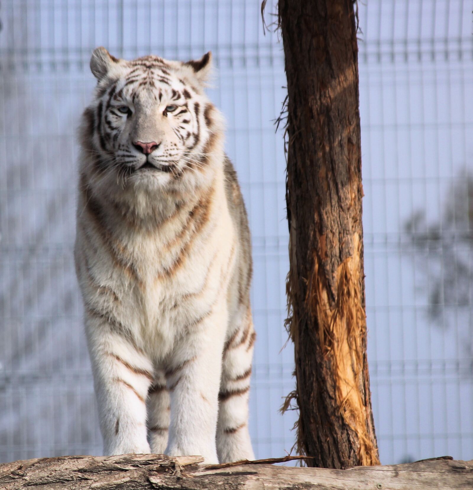 Canon EOS 550D (EOS Rebel T2i / EOS Kiss X4) sample photo. Tiger, white, beast photography