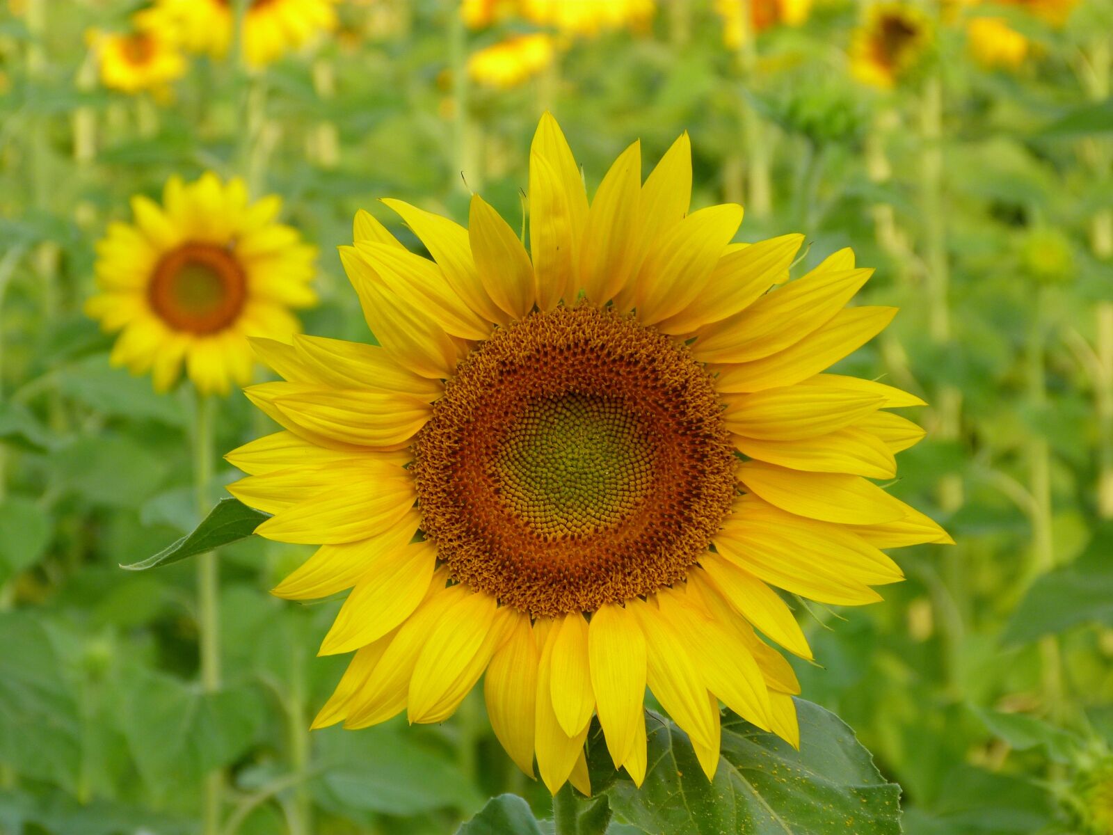 Panasonic Lumix DMC-FZ40 (Lumix DMC-FZ45) sample photo. Nature, plant, flower photography