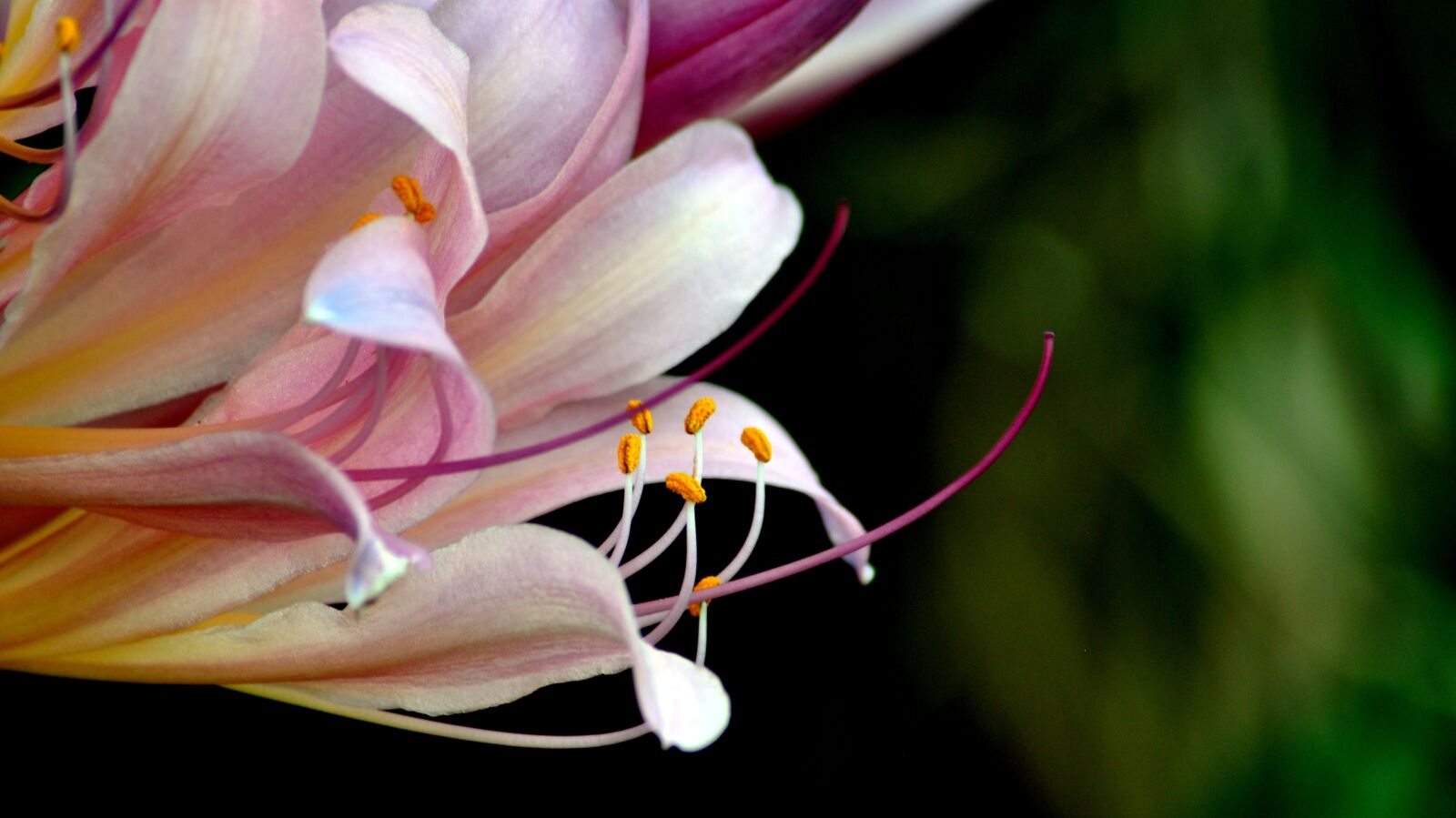 Nikon D90 sample photo. Natural, plant, flowers photography