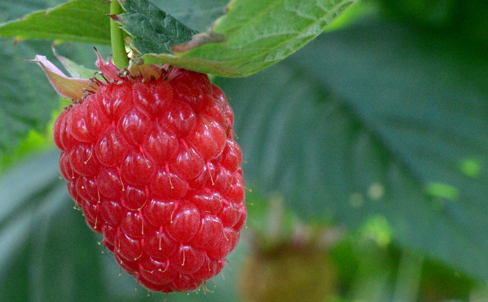Nikon D4 sample photo. Raspberry, raspberries, fruits photography