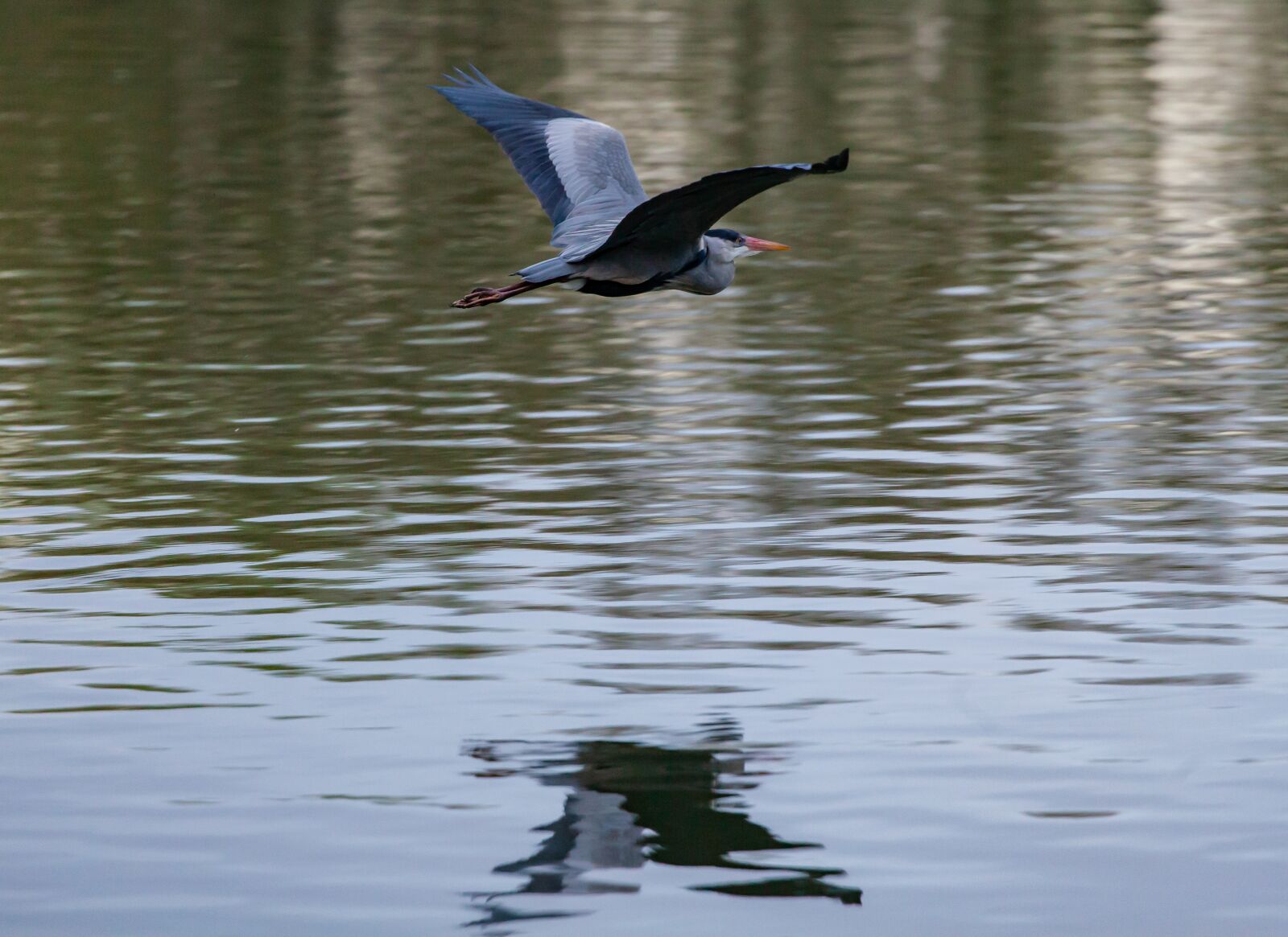 Canon EOS 5D Mark II sample photo. Grey heron, grey heron photography