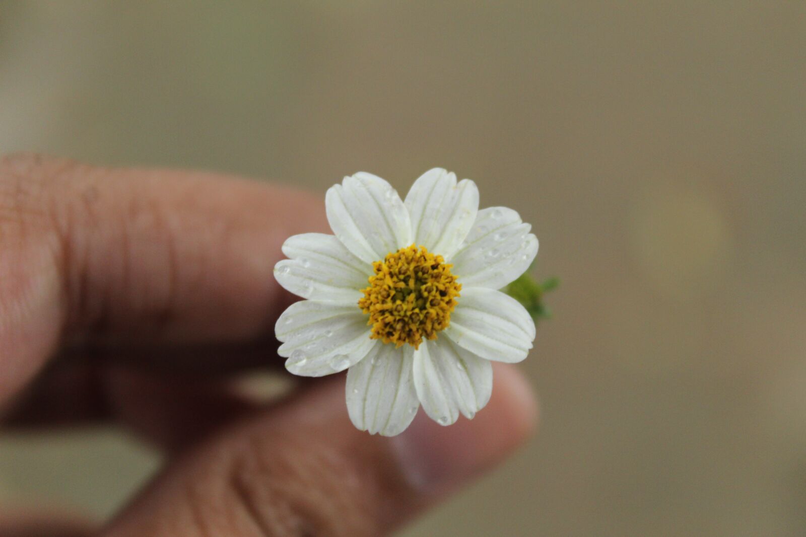 Canon EOS 1300D (EOS Rebel T6 / EOS Kiss X80) sample photo. Whiteflower, daisy, dewdrops photography
