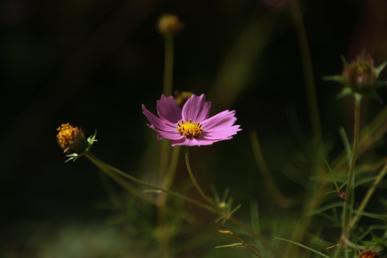 Canon EOS 6D + Canon EF 24-105mm F4L IS USM sample photo. Cosmos, flowers, nature photography
