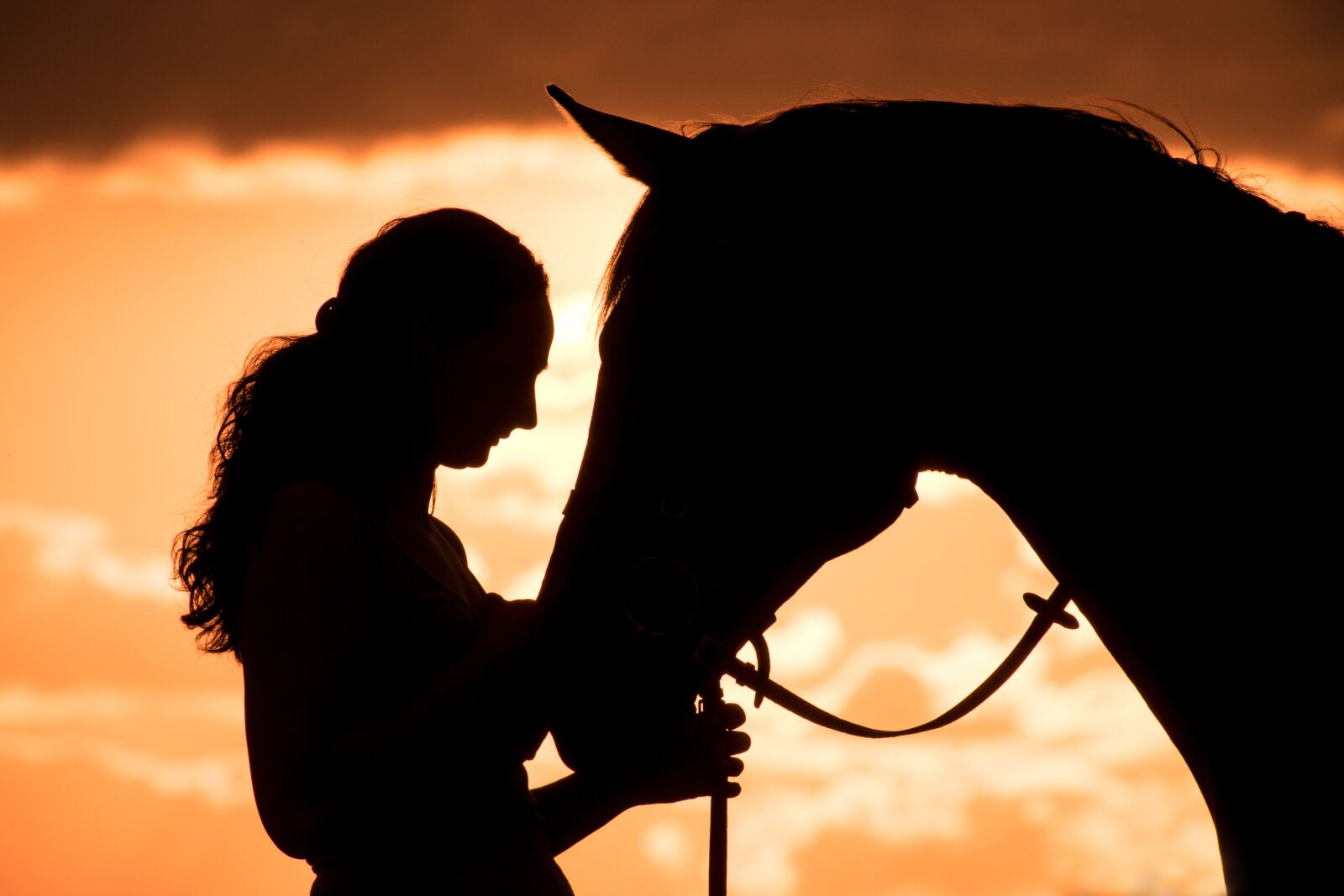 Nikon D3300 sample photo. Silhouette, evening sun, sunset photography