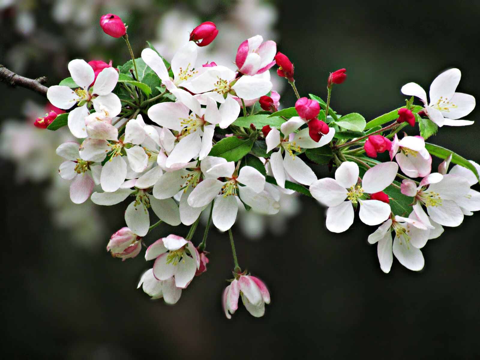 Canon PowerShot SX30 IS sample photo. Spring, tree, flowers photography