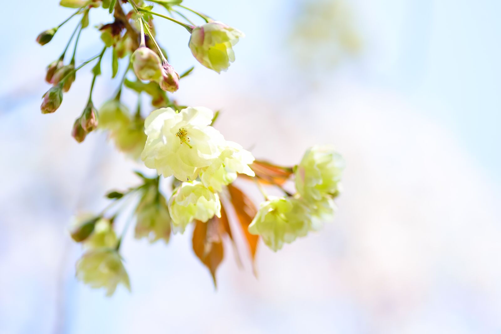 Nikon Df sample photo. Flowers, natural, cherry photography