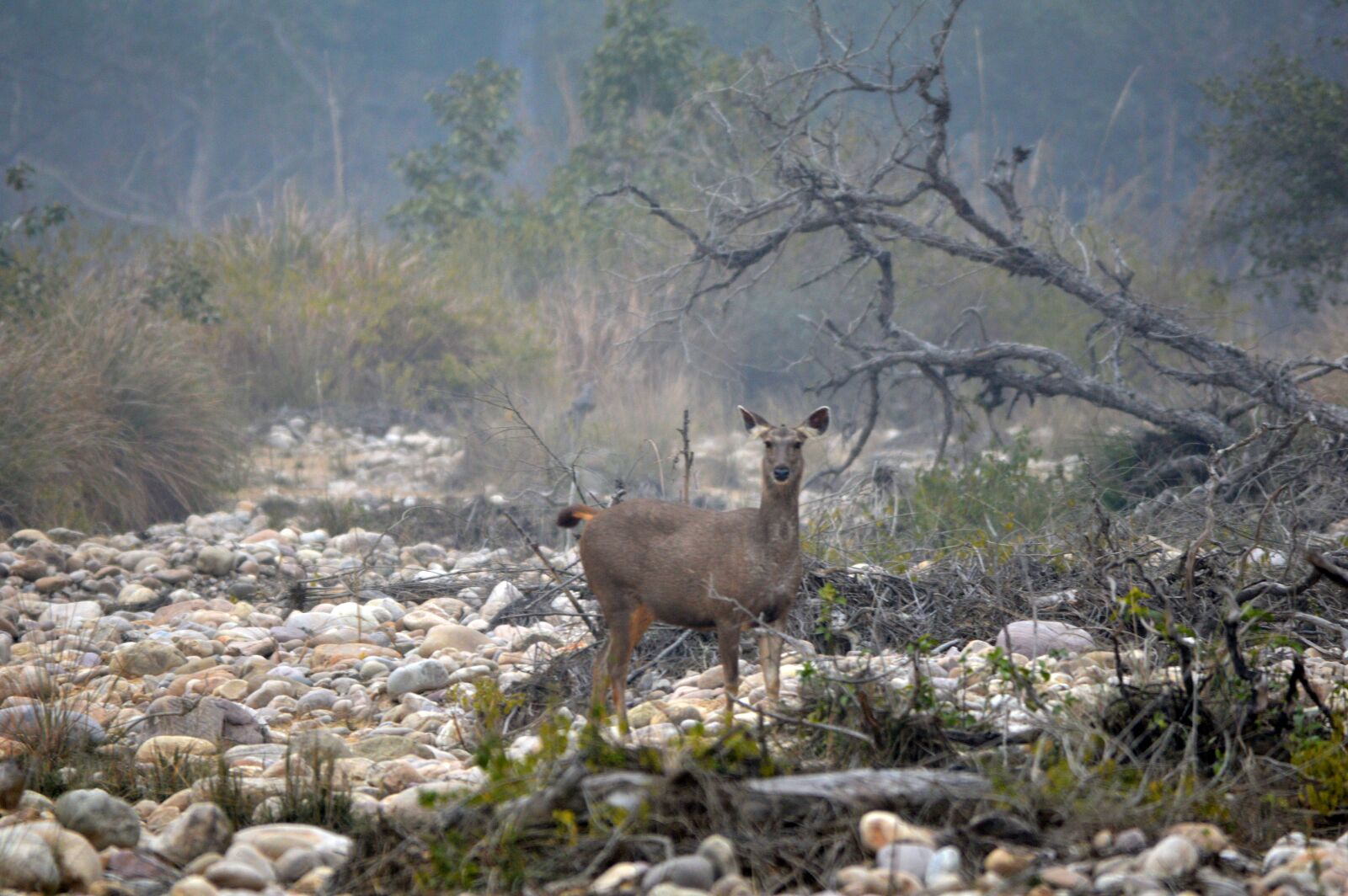Nikon D3200 sample photo. Deer, jim, corbett, national photography
