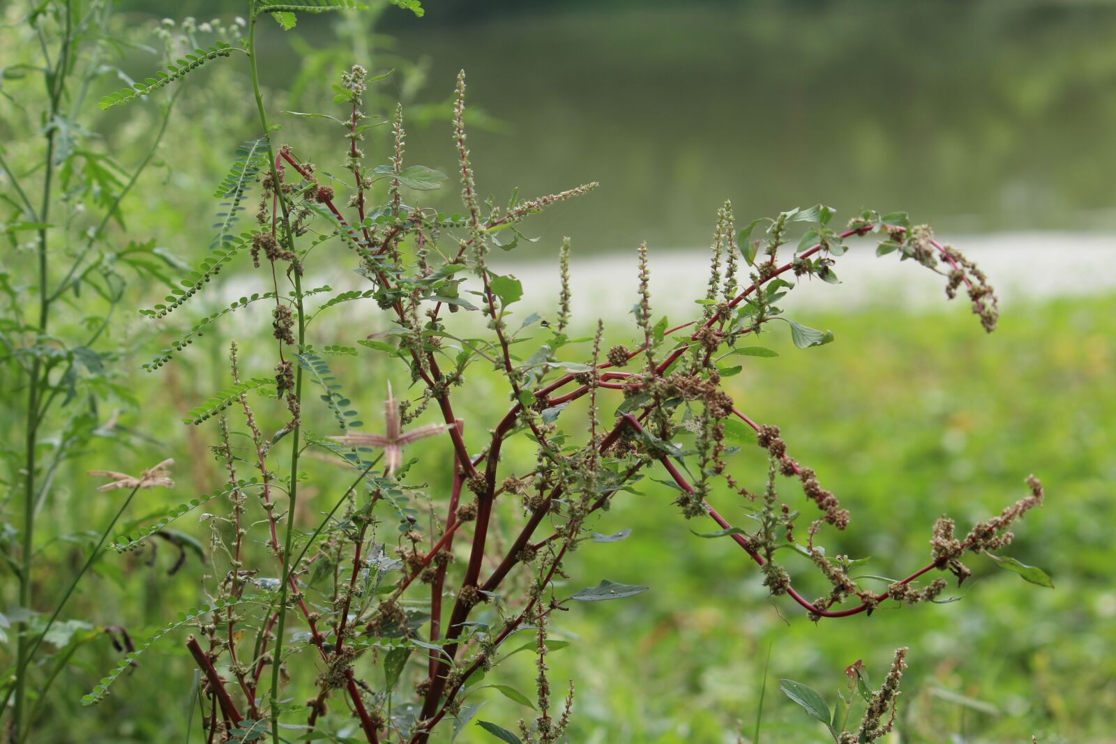 Canon EOS 1300D (EOS Rebel T6 / EOS Kiss X80) sample photo. Nature, landscape, green photography
