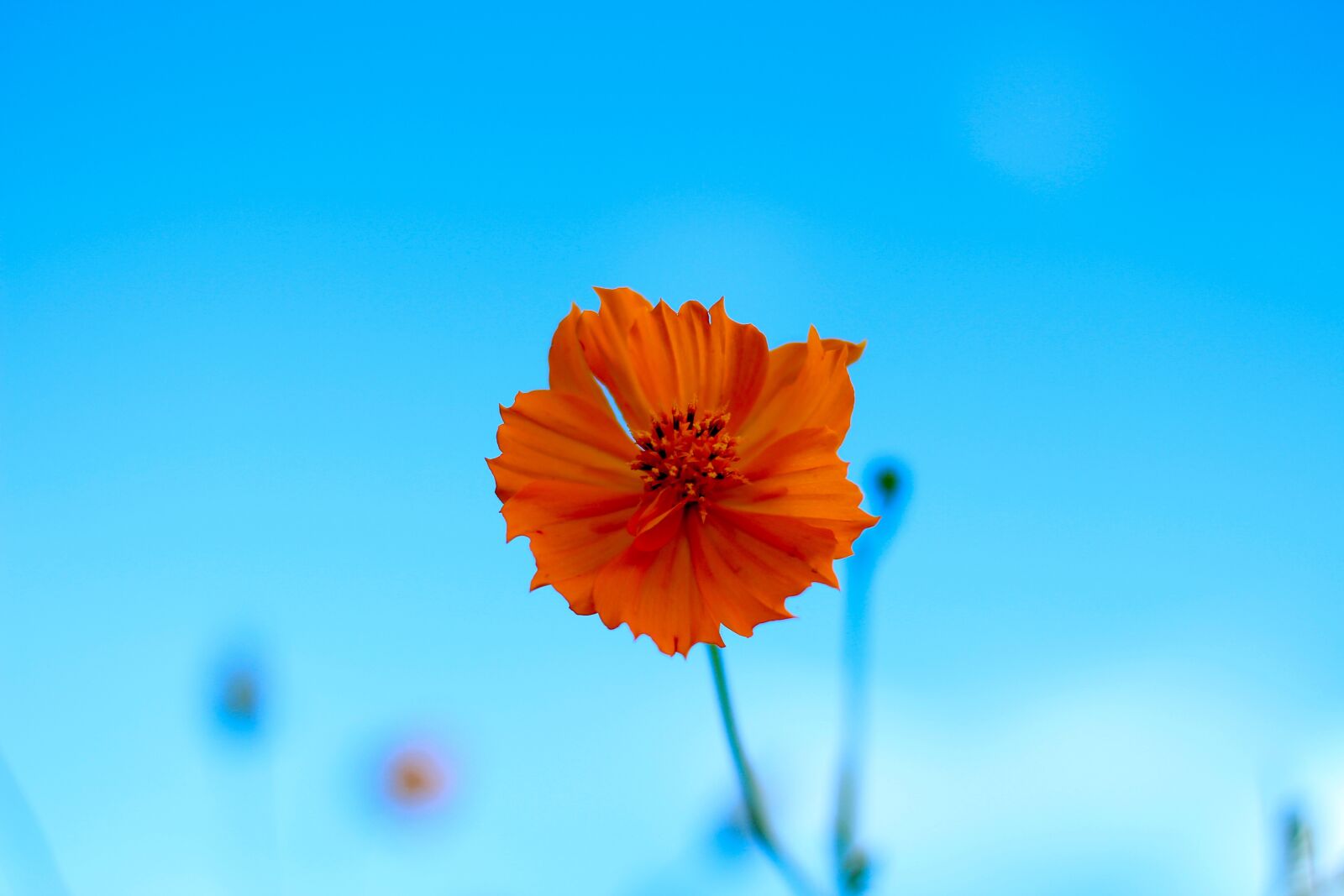 Canon EOS 700D (EOS Rebel T5i / EOS Kiss X7i) sample photo. Orange flower, nature, bright photography