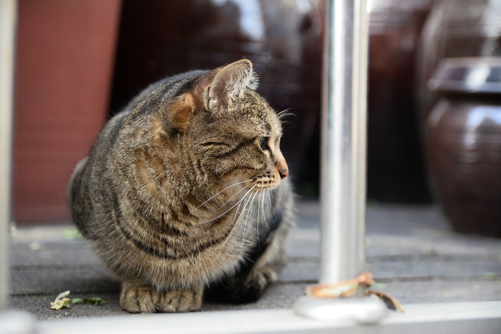 Nikon D7100 sample photo. Street, expression, mammals photography